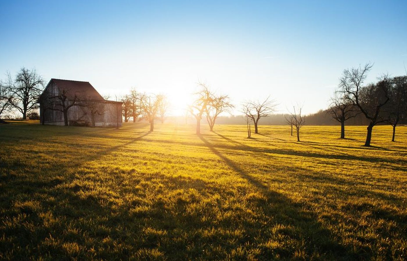 An open meadow with trees and a small barn at golden hour